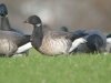 Pale-bellied Brent Goose at Paglesham Lagoon (Steve Arlow) (55326 bytes)